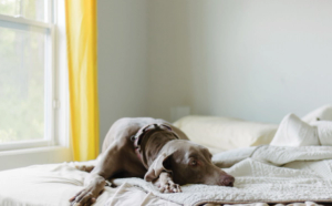 certain loci genes are associated with schizophrenia and bipolar disorder