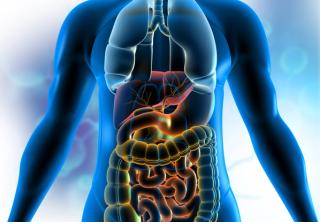 "Skilcraft Visible Man Anatomy Kit, 1960"