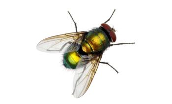 fly