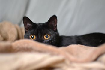 black cat
