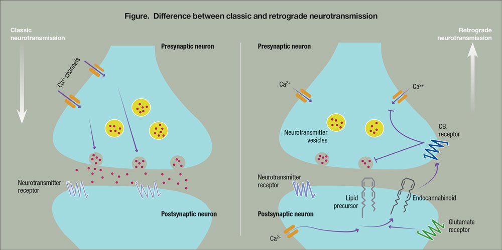 Figure. Difference between classic and retrograde neurotransmission