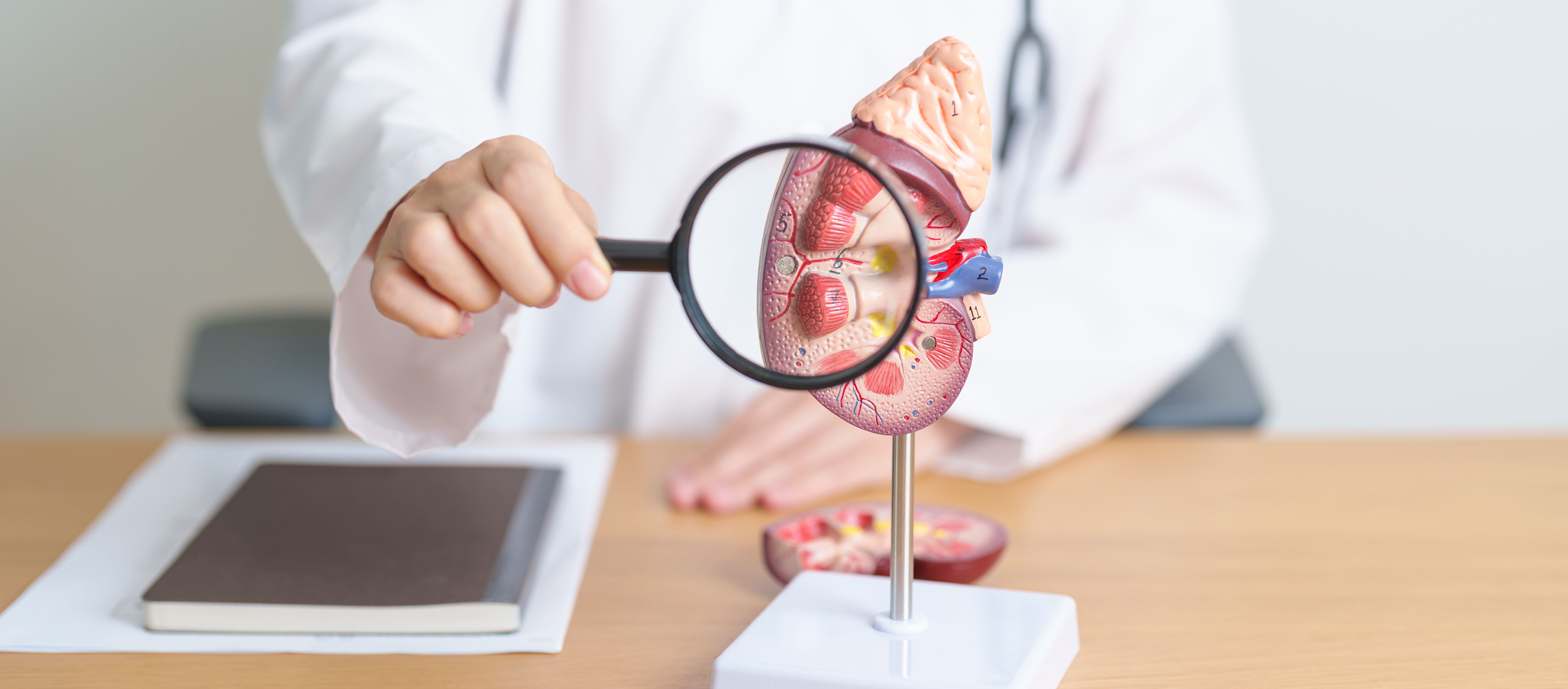 kidney urinary analysis