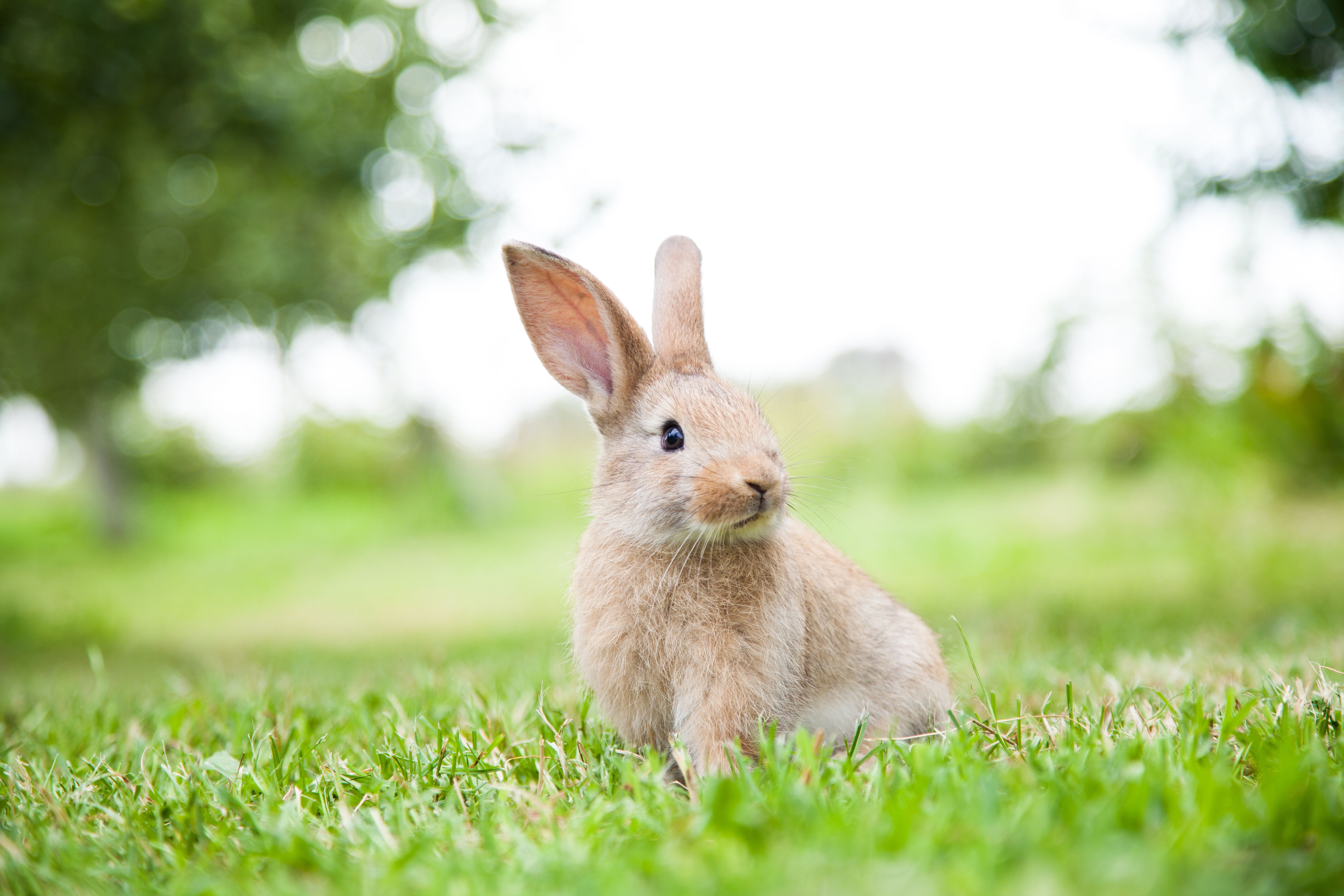 Bunny up. Зайки на лужайке. Зайчик в траве. Утром зайки на лужайке. Мой кролик.