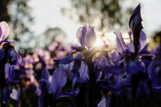 irises flowers