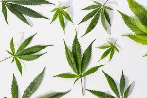 cannabis