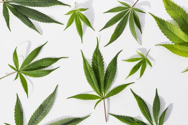 cannabis