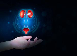 kidneys