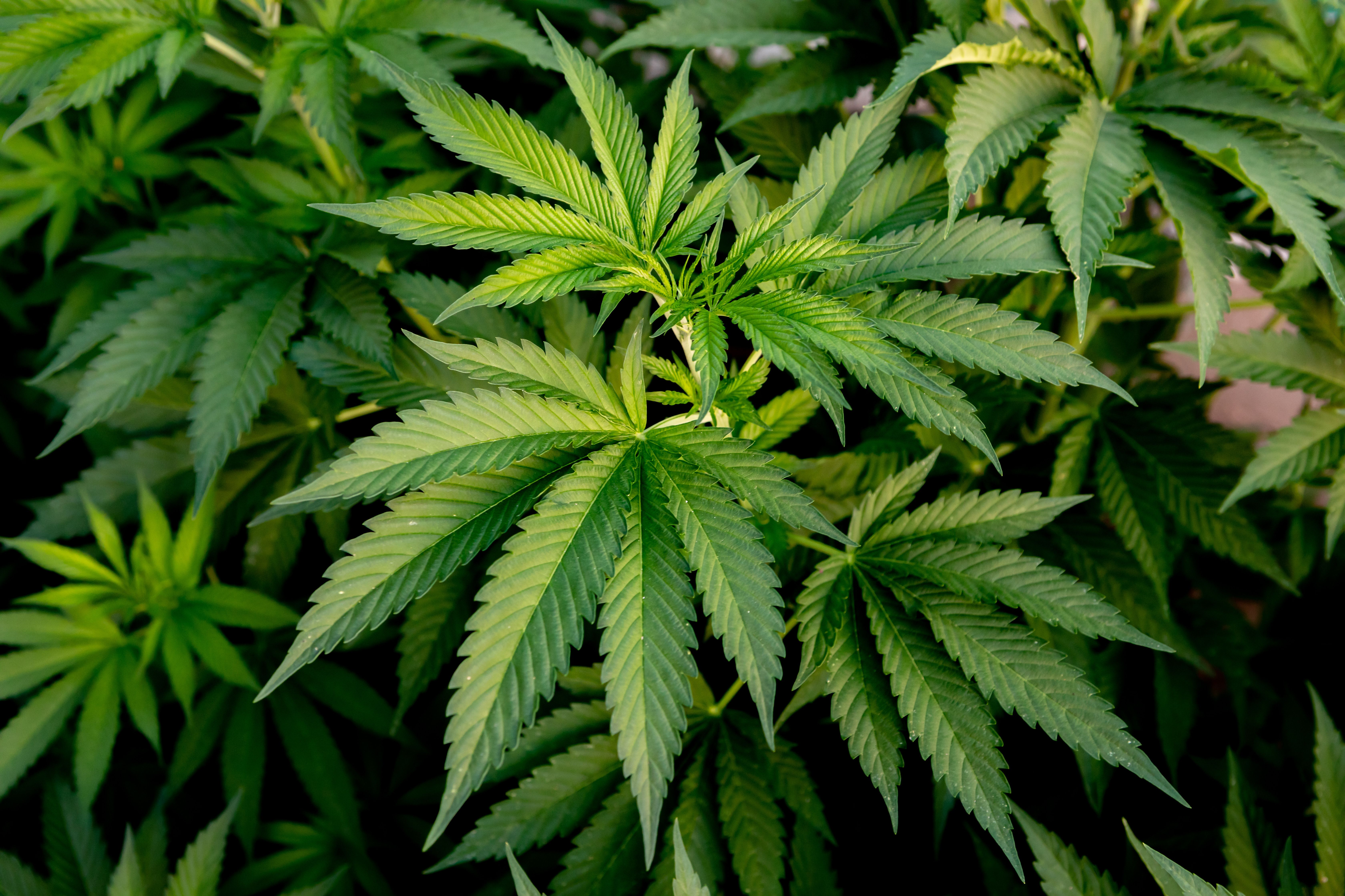 selonabant cannabis