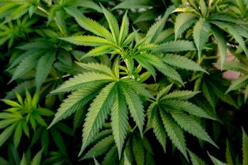 selonabant cannabis