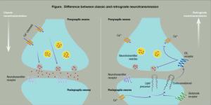 Difference between classic and retrograde neurotransmission