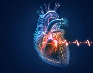 heart