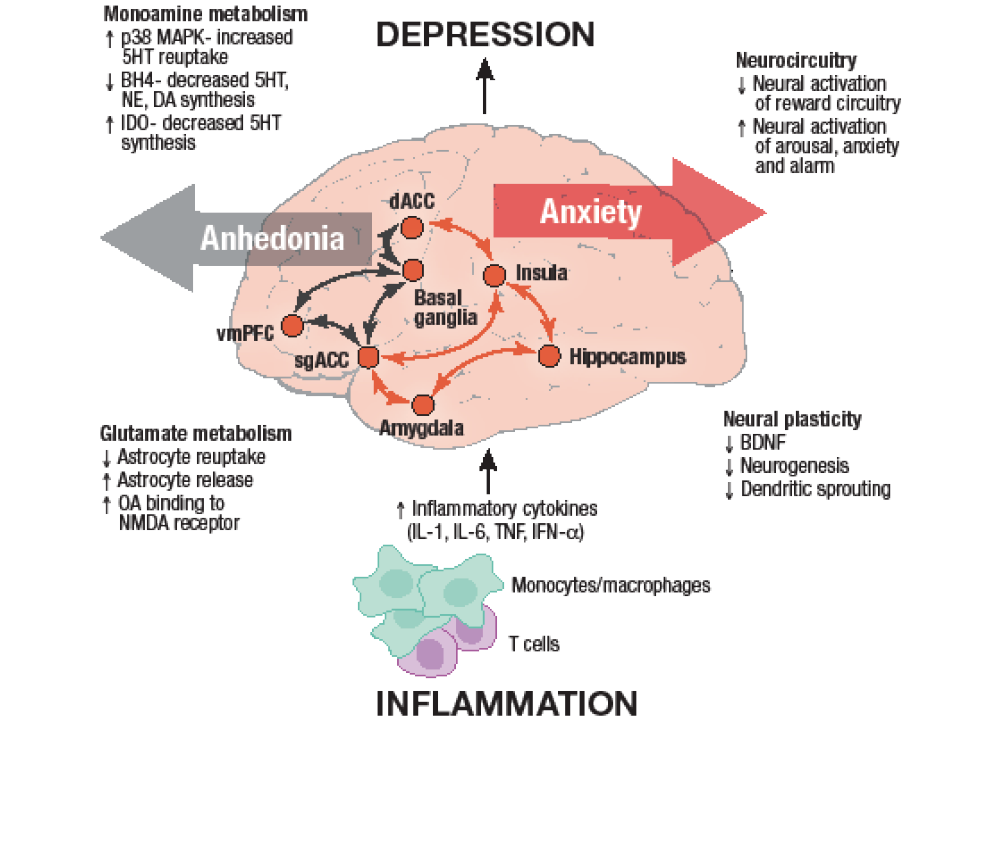 five-things-to-know-about-inflammation-and-depression-psychiatric-times