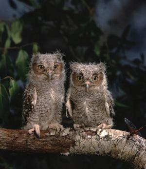 The Owls: A Reminder There is Hope