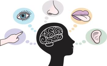 5 senses