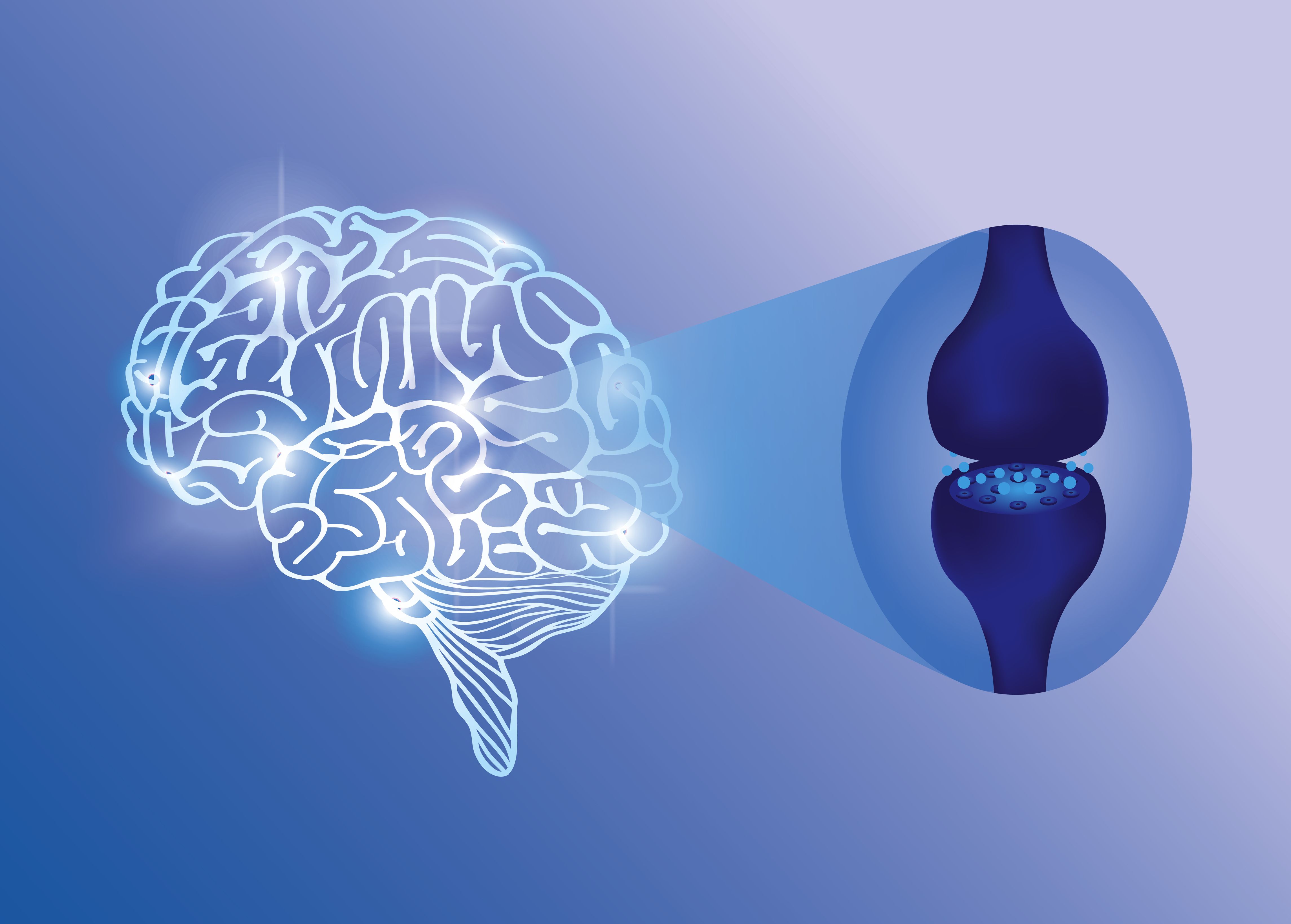 Endocannabinoid System