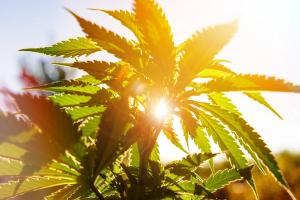 Current Treatments for Cannabis Use Disorder