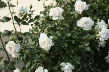 white roses