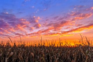 Midwest corn