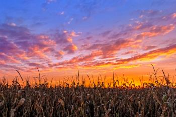 Midwest corn