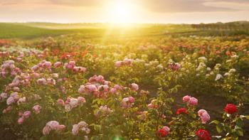 roses