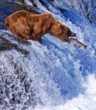 Bear Spotting
