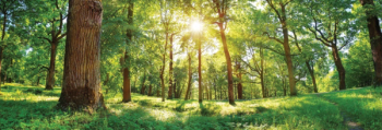 climate change, urban green spaces