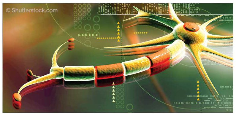 The Neural Basis of Bipolar Disorder