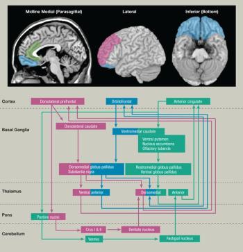 Major cortical-subcortical circuit.