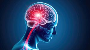 brain