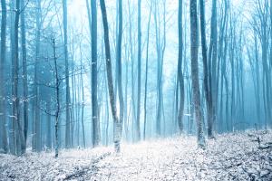 Dust of Snow