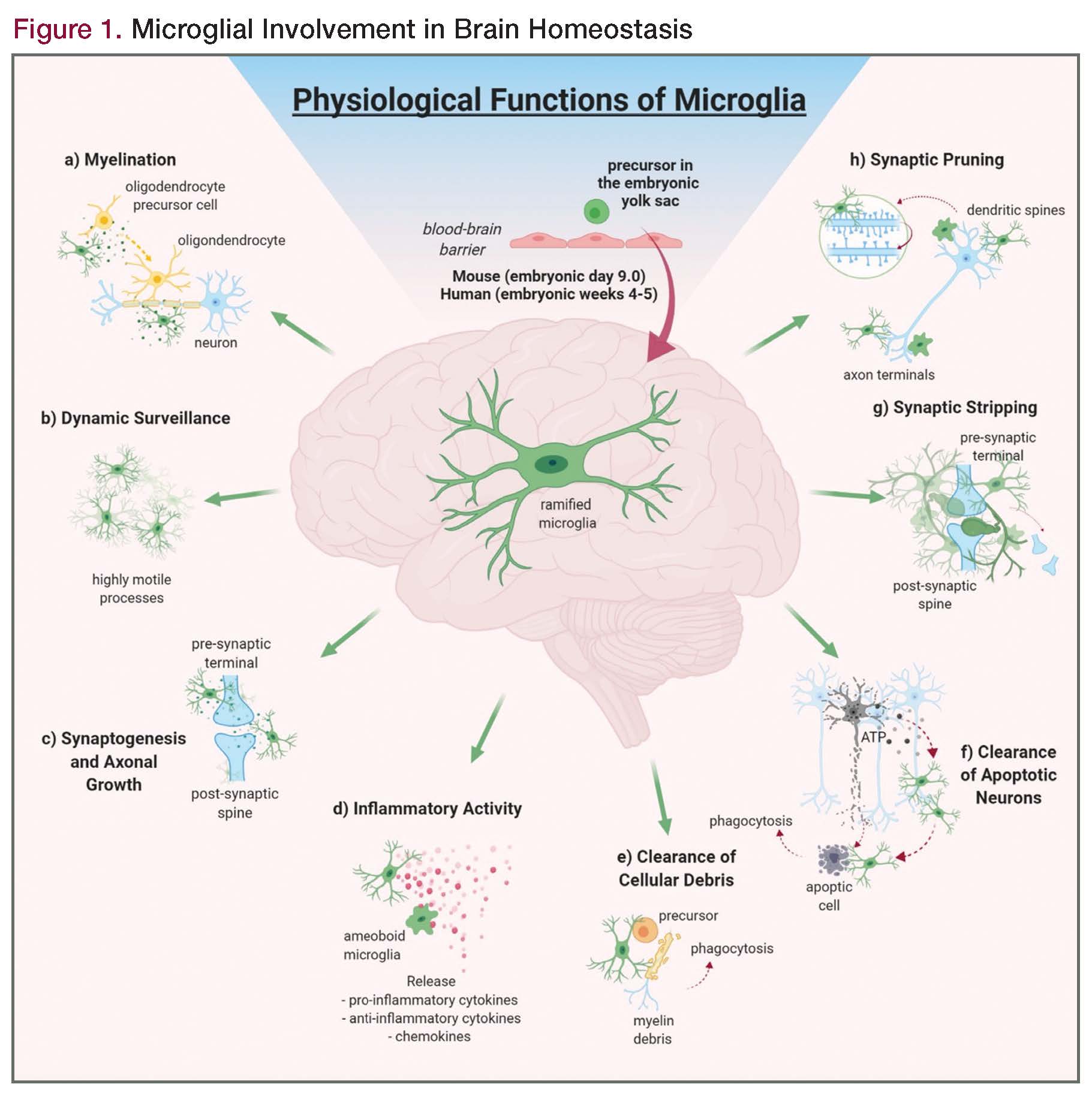 Microglial Involvement With Psychiatric Diseases