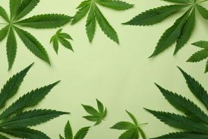 cannabis