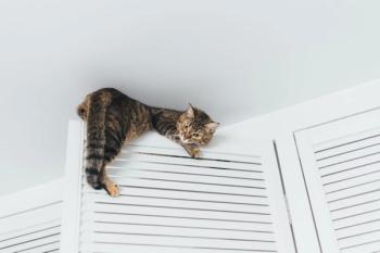 9 lives