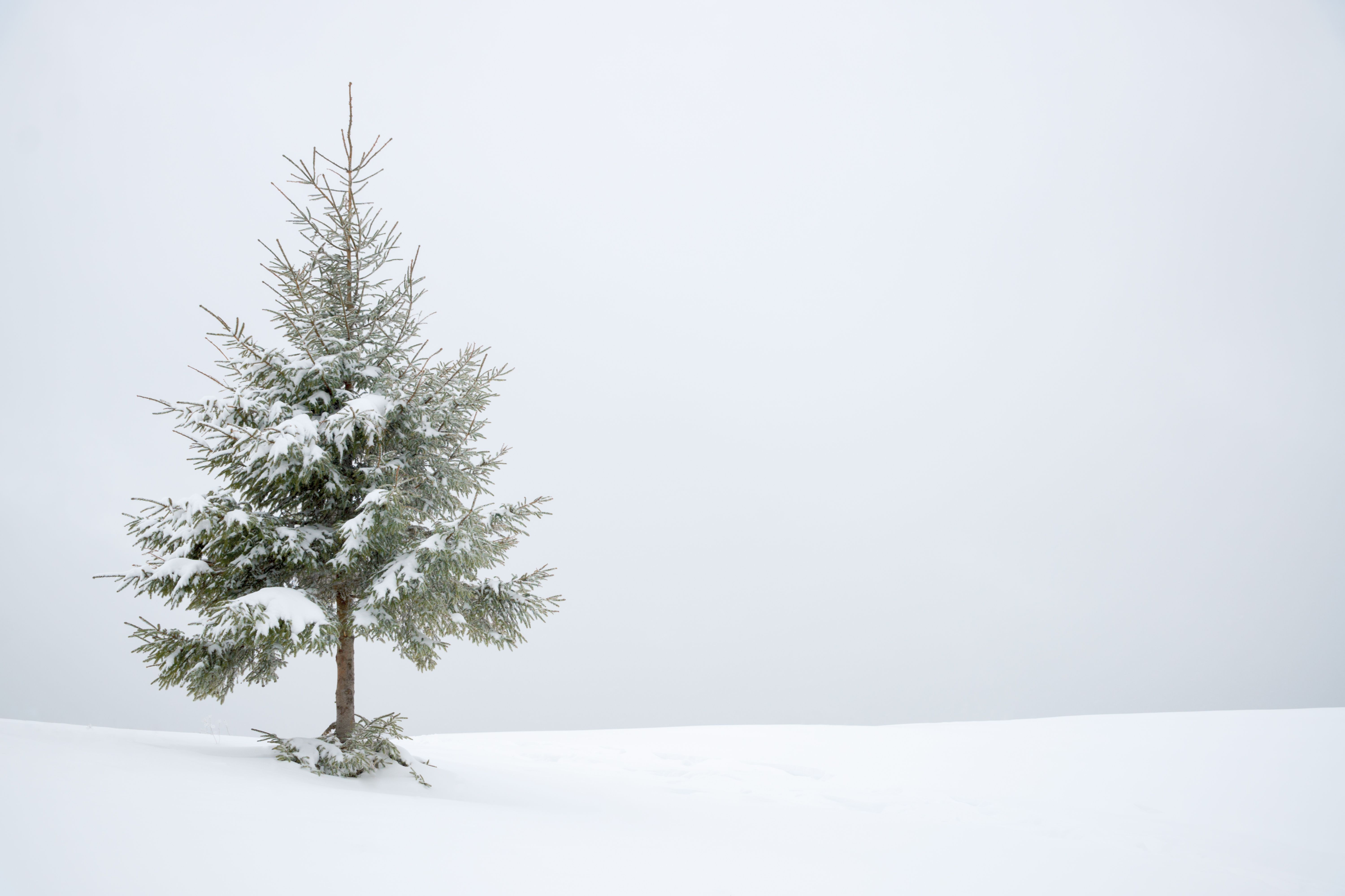 winter tree