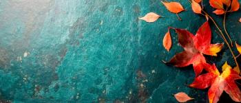 Thankful reflections