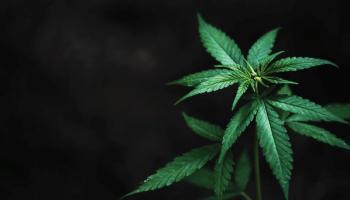 The agency’s conclusions are based on regulatory oversight needed to manage risks associated with CBD and other cannabis-derived products.