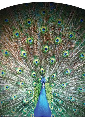 © RICKYD/SHUTTERSTOCK.COM