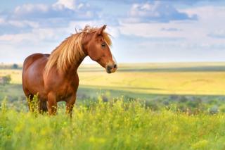 Celebration: Birth of a Colt