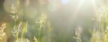 summer grass, summer