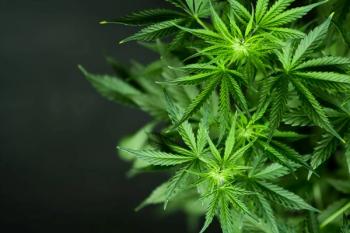 A look at the association between cannabis use and schizophrenia, as well as the need for comprehensive public health policies and education.