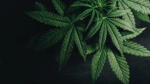 Talking to Pregnant Patients About Cannabis Use 