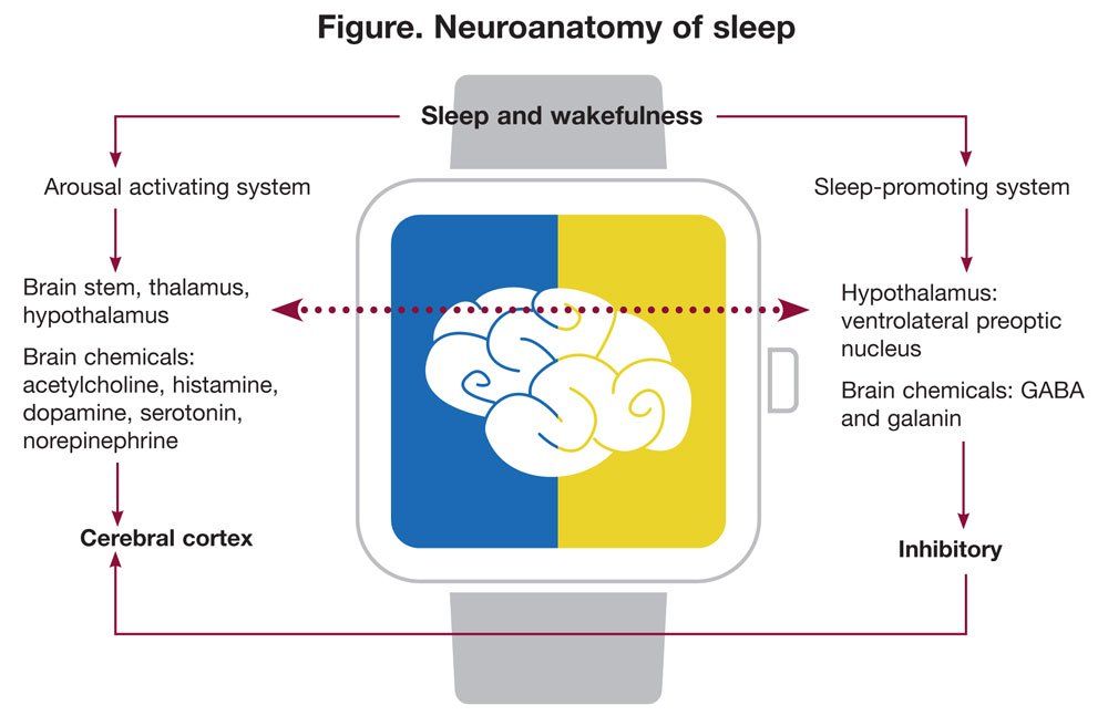 Neuroanatomy of sleep