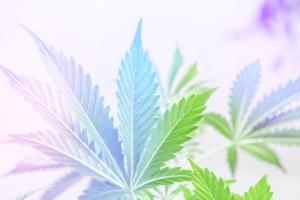 cannabis