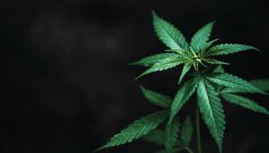 cannabis, CBD, marijuana, mental health