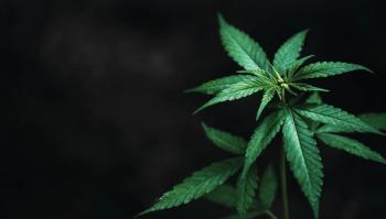 cannabis, CBD, marijuana, mental health