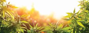 The Age of Cannabis Has Arrived: Issues for Older Adults