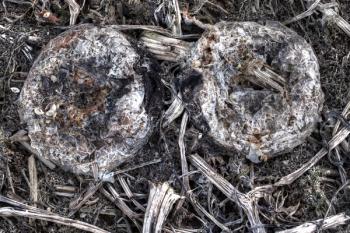 ©Fernando-Garcia-Esteban/Shutterstock.com