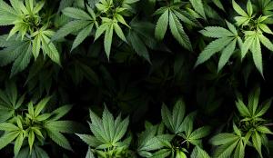 cannabis