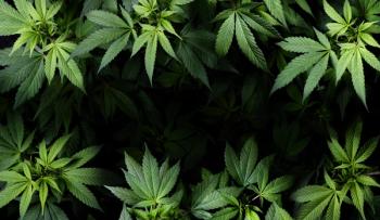 cannabis