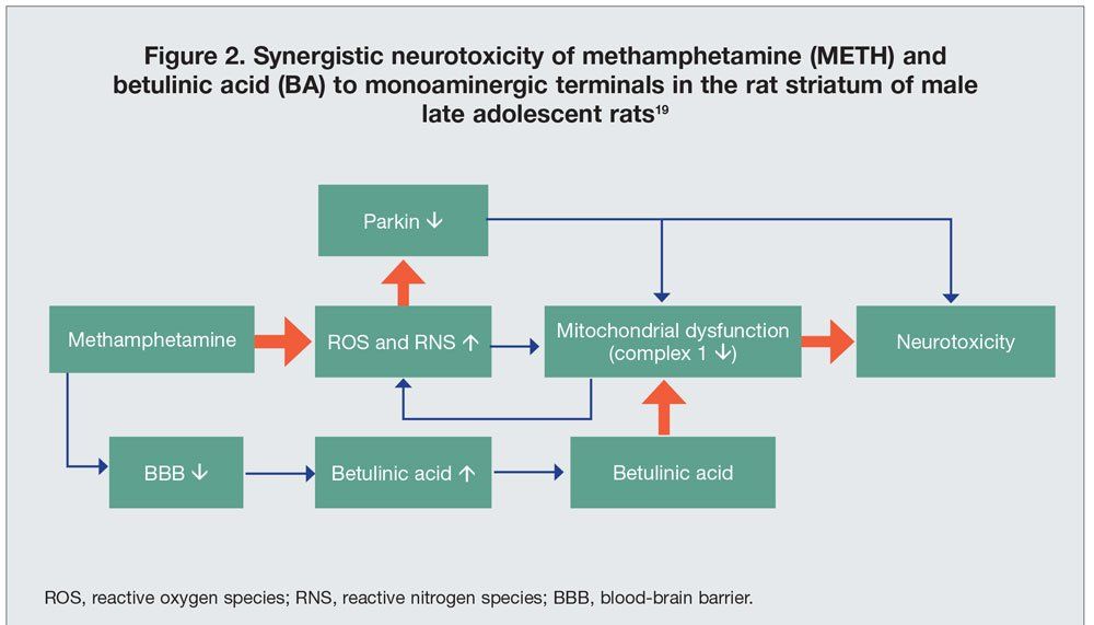 Neurobiology And Clinical Manifestations Of Methamphetamine Neurotoxicity